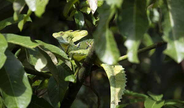 Plumed basilisk (Basiliscus plumifrons), adult male sitting on a branch, Tortuguero National Park,