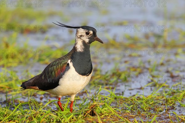 Northern lapwing (Vanellus vanellus), in a wet meadow, Ochsenmoor on Lake Duemmer, Lower Saxony,