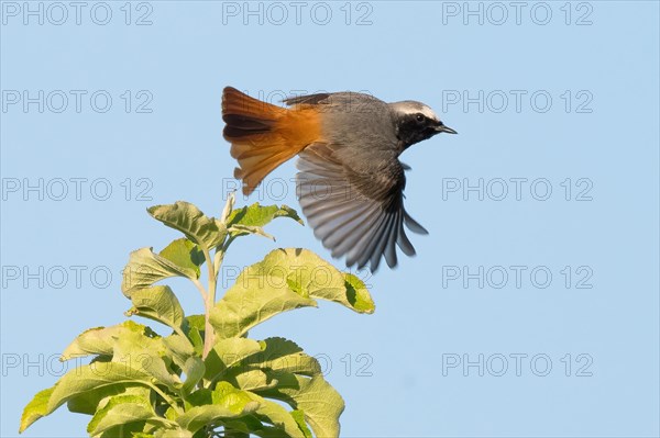 A redstart (Phoenicurus phoenicurus), male, with outspread wings flying over the top of a green