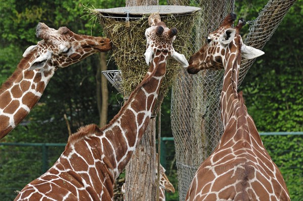 Three reticulated giraffes, Giraffa camelopardalis reticulata, eating from a basket hanging high in