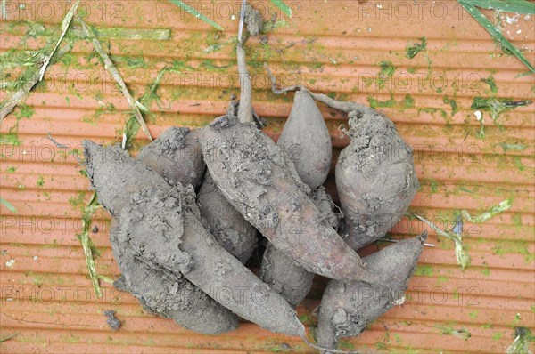 Yacon harvest in a garden