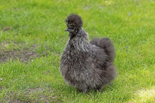 Silkie hen, Wittorf, Samtgemeinde Bardowick, Lower Saxony, Germany, Europe