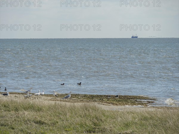 A beach with birds and grassy areas right by the sea in slightly hazy weather, dune and footpaths