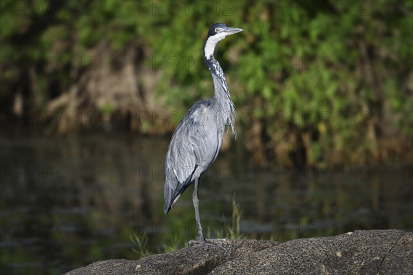 Black-headed heron (Ardea melanocephala) stands by a pond, Serengeti National Park, Tanzania,
