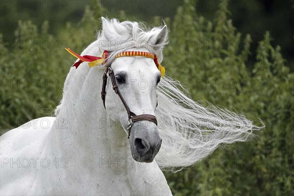 Andalusian, Andalusian horse, Spaniard
