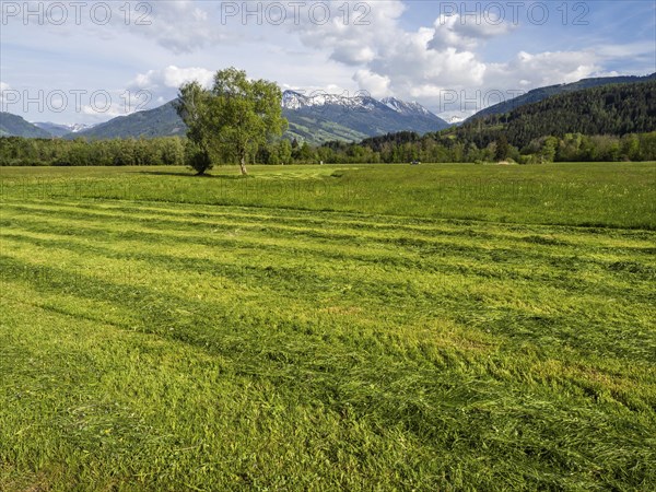 Freshly mown meadow, snow-covered mountain peaks behind, near Irdning, Ennstal, Styria