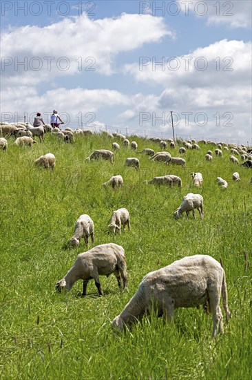 Sheep grazing on the dyke, cyclist, Elbe cycle path near Boizenburg, Mecklenburg-Western Pomerania,
