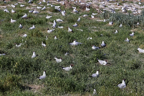 Breeding Black-headed Gulls (Larus ridibundus) also sitting on the nest, breeding colony, North Sea