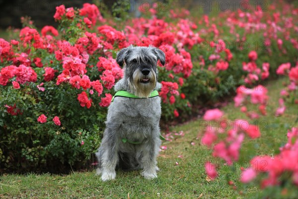 Schnauzer, middle schnauzer, stands in the rose bed