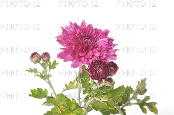 Pink chrysanthemum on a white background