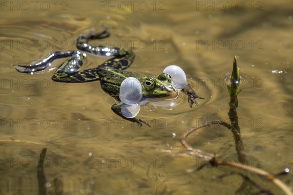 Green frog (Rana esculenta) with acoustic bladder, Emsland, Lower Saxony, Germany, Europe