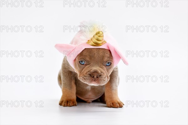 Cute French Bulldog dog puppy with cute pink unicorn hat with golden horn