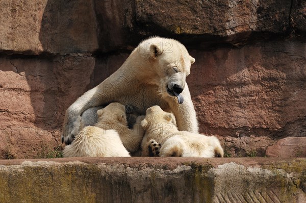 Polar bear mother suckling her two young polar bears, Ursus maritimus, Nuremberg Zoo, Am Tiergarten