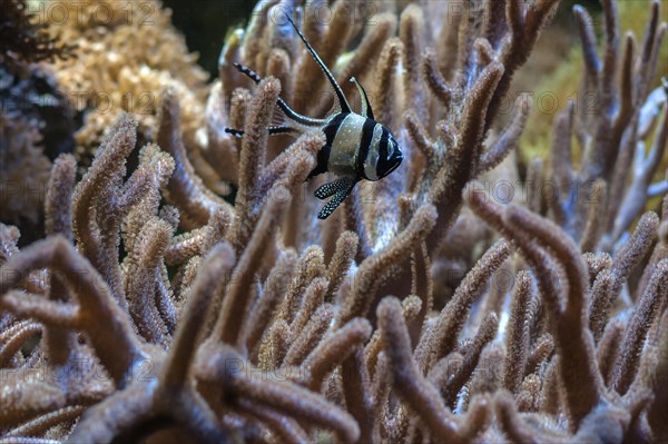 Angelfish (Pterophyllum scalareinmitten) of corals, zoo, Nuremberg, Middle Franconia, Bavaria,
