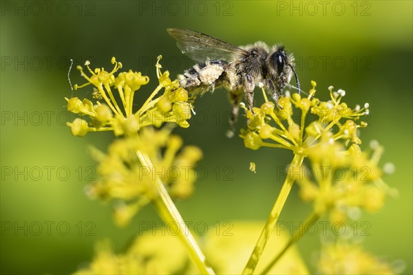 Honey bee (Apis mellifera) a Yellow umbel (Smyrnium perfoliatum), Emsland, Lower Saxony, Germany,