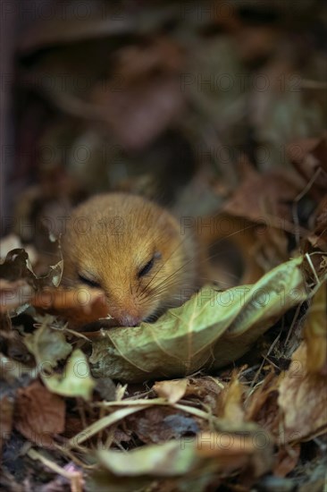 Hazel dormouse (Muscardinus avellanarius), sleeping, Stolberg, North Rhine-Westphalia, Germany,
