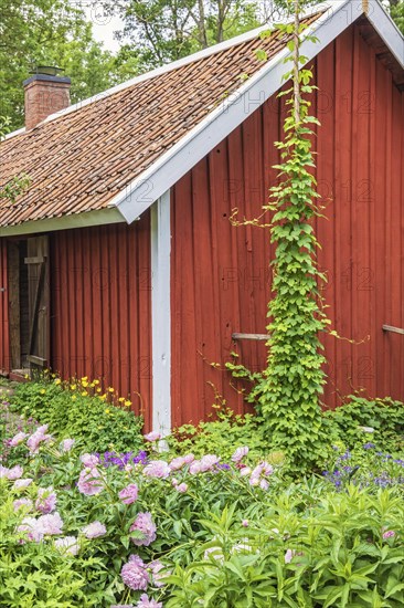 Lush green flowering garden by a redd wooden croft, Sweden, Europe
