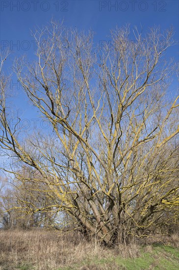 Willow (Salix) overgrown with common orange lichen (Xanthoria parietina), Thuringia, Germany,