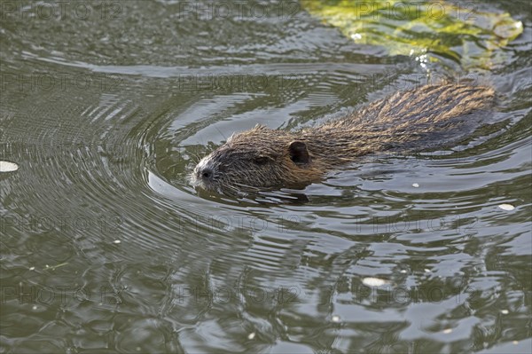 Nutria (Myocastor coypus) swimming, pond, Boizenburg, Mecklenburg-Vorpommern, Germany, Europe