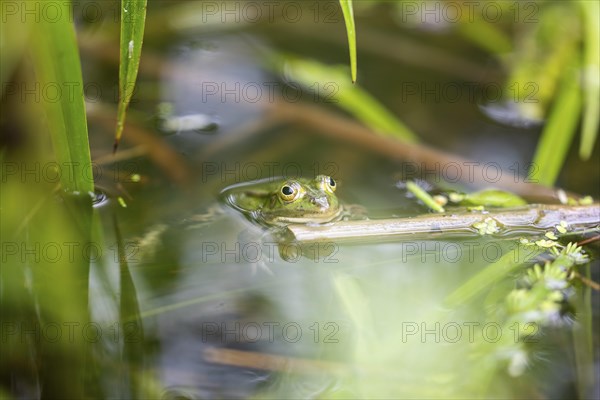 Green frog (PELOPHYLAX ESCULENTUS), Unterallgaeu, Bavaria