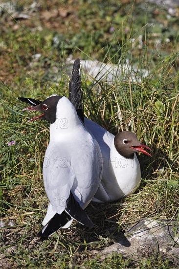 Breeding Black-headed Gulls (Larus ridibundus) also pair at the breeding site, North Sea coast,