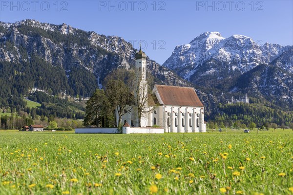 Pilgrimage church of St Coloman in spring, dandelion meadow, behind Neuschwanstein Castle,