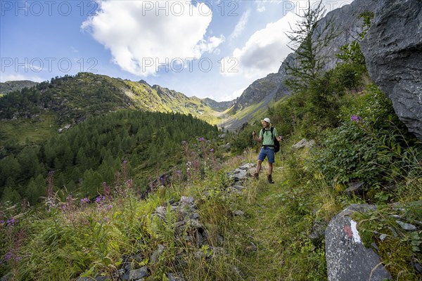 Mountaineer on a hiking trail, mountain landscape with green meadows, purple flowering balsam and