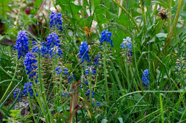 Grape hyacinths (Muscari Mill.) in a meadow