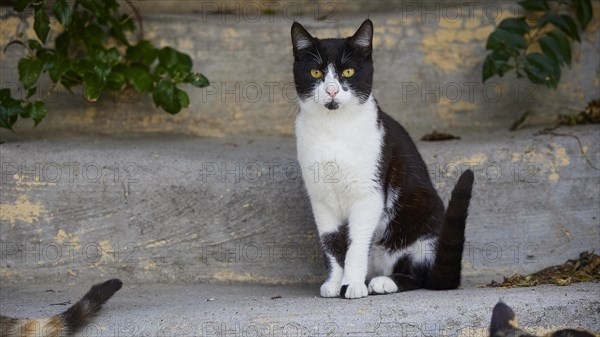 Attentive black and white cat sitting on the concrete of a street, near Grand Master's Palace,
