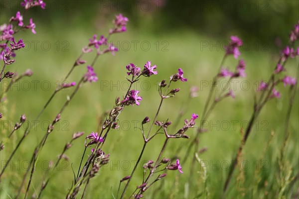 Pechnelke (Lychnis viscaria), May, Germany, Europe