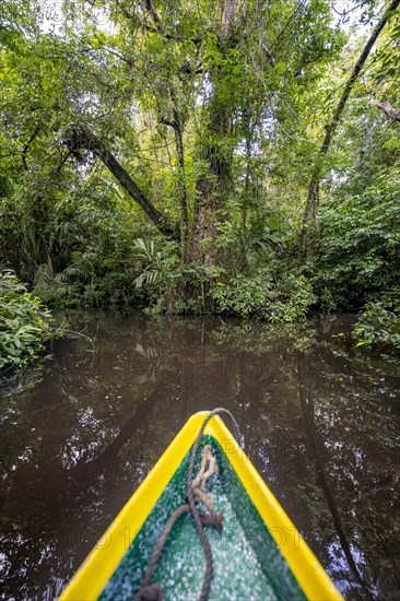 Bow of a boat, dense rainforest and river landscape, green vegetation in the tropical rainforest is
