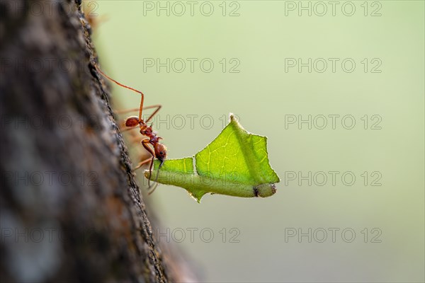 Leaf-cutter ant (Atta cephalotes) carrying a piece of leaf, rainforest, Tortuguero National Park,