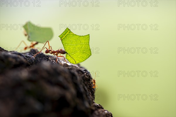 Leaf-cutter ant (Atta cephalotes) carrying a piece of leaf, rainforest, Tortuguero National Park,