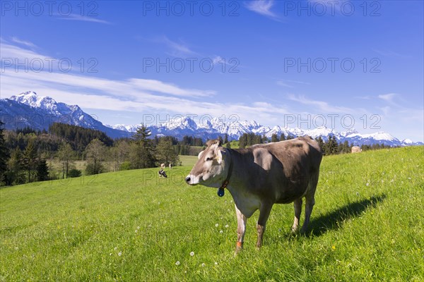 Dairy cows on a pasture, snow-covered mountains, hiking area, forest, trees, Allgaeu Alps, near