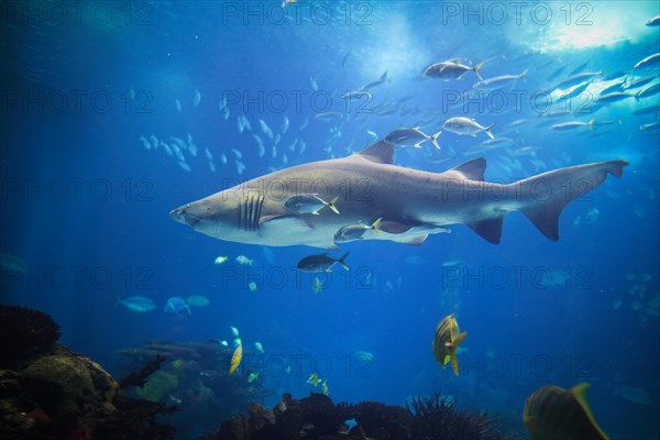 Sand tiger shark Carcharias taurus, gray nurse shark, spotted ragged-tooth shark with school of