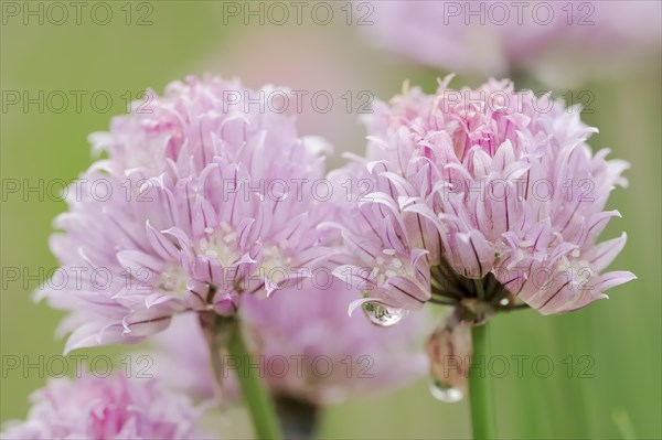 Chive (Allium schoenoprasum), flowers, North Rhine-Westphalia, Germany, Europe