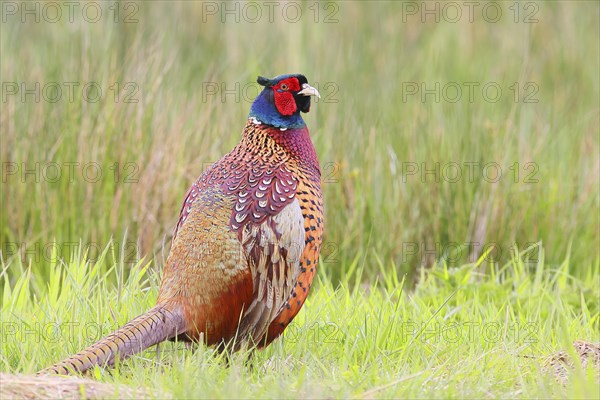 Pheasant, hunting pheasant (Phasianus colchicus), adult male bird in a meadow, wildlife, Lembruch,