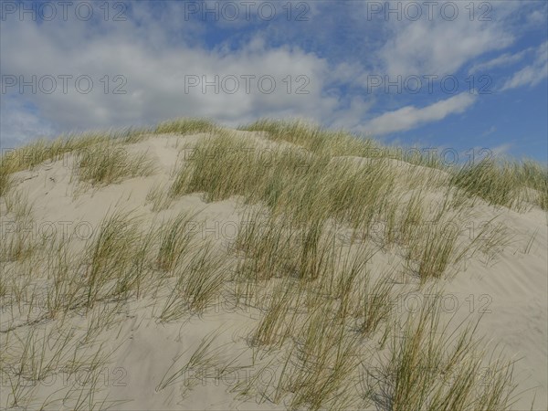 Sand dunes with grass under a partly cloudy sky, a calm coastal landscape, dunes on an island with