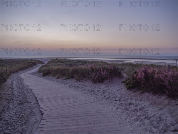 Wooden path through green dunes, to the sea, under a colourful sunset sky, setting sun on a beach