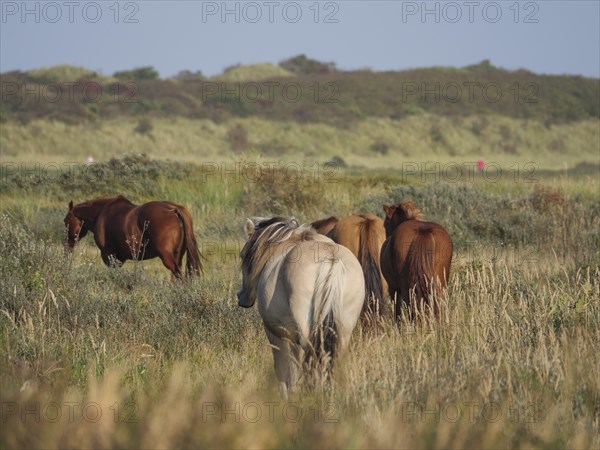 A group of horses grazing peacefully on a spacious meadow, horses on salt marsh by the sea under