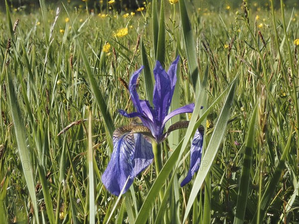 Siberian iris (Iris sibirica), near Irdning, Ennstal, Styria