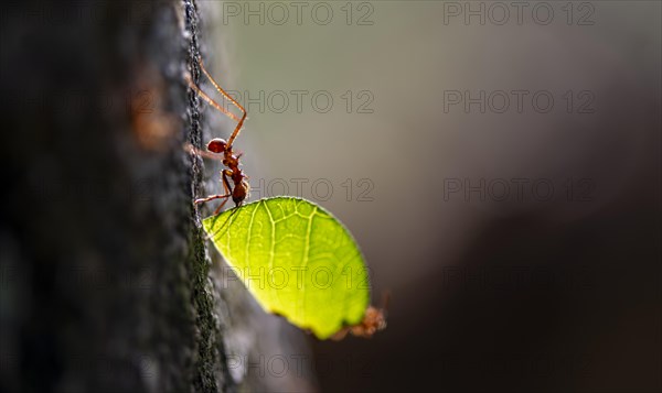 Leaf-cutter ant (Atta cephalotes) carrying a piece of leaf, rainforest, Tortuguero National Park,