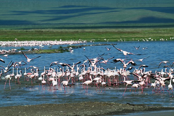Lesser flamingos (Phoeniconaias minor), Ngorongoro Crater, Ngorongoro Conservation Area, Tanzania,