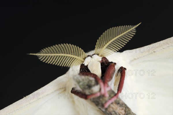 Indian luna moth (Actias selene), male, captive, occurrence in Asia