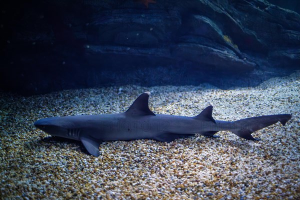 Whitetip reef shark on sand sea bottom