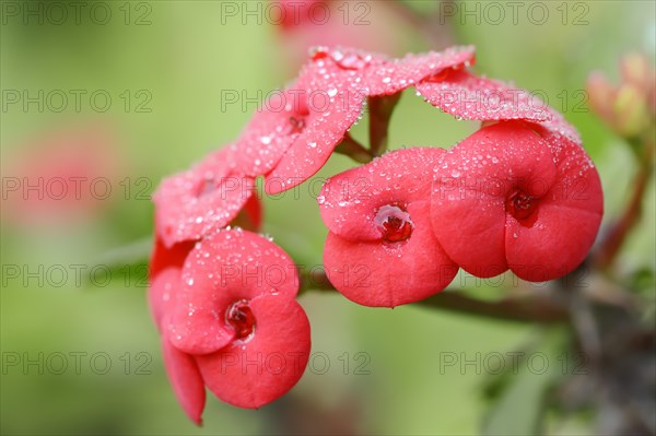 Crown of thorns (Euphorbia milii), flowers, native to Madagascar, ornamental plant, North
