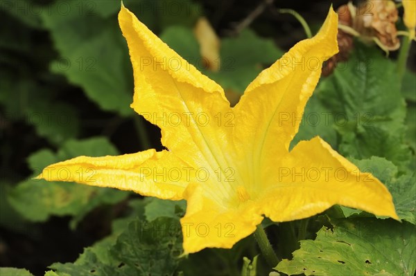 Garden pumpkin (Cucurbita pepo), flower, North Rhine-Westphalia, Germany, Europe