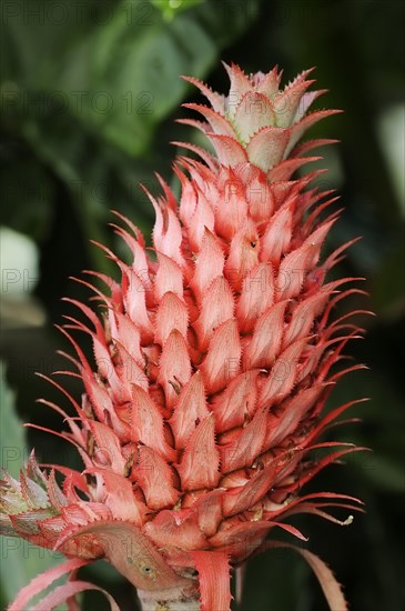 Pineapple plant or ananas (Ananas comosus)