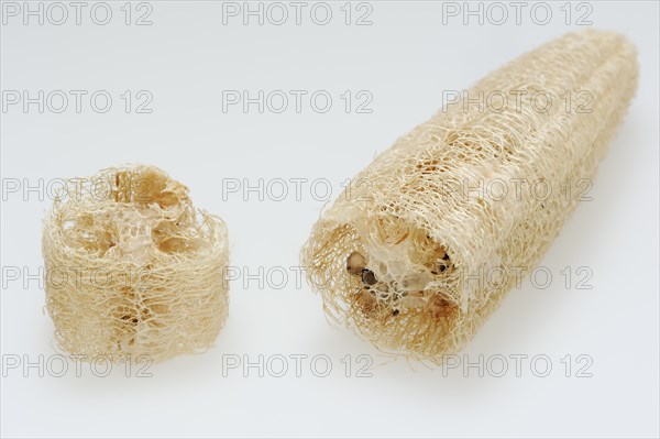 Sponge cucumber (Luffa aegyptiaca, Luffa cylindrica), fibrous interior of the ripe fruit, used as a