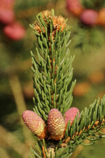 European spruce (Picea abies), flowers, North Rhine-Westphalia, Germany, Europe